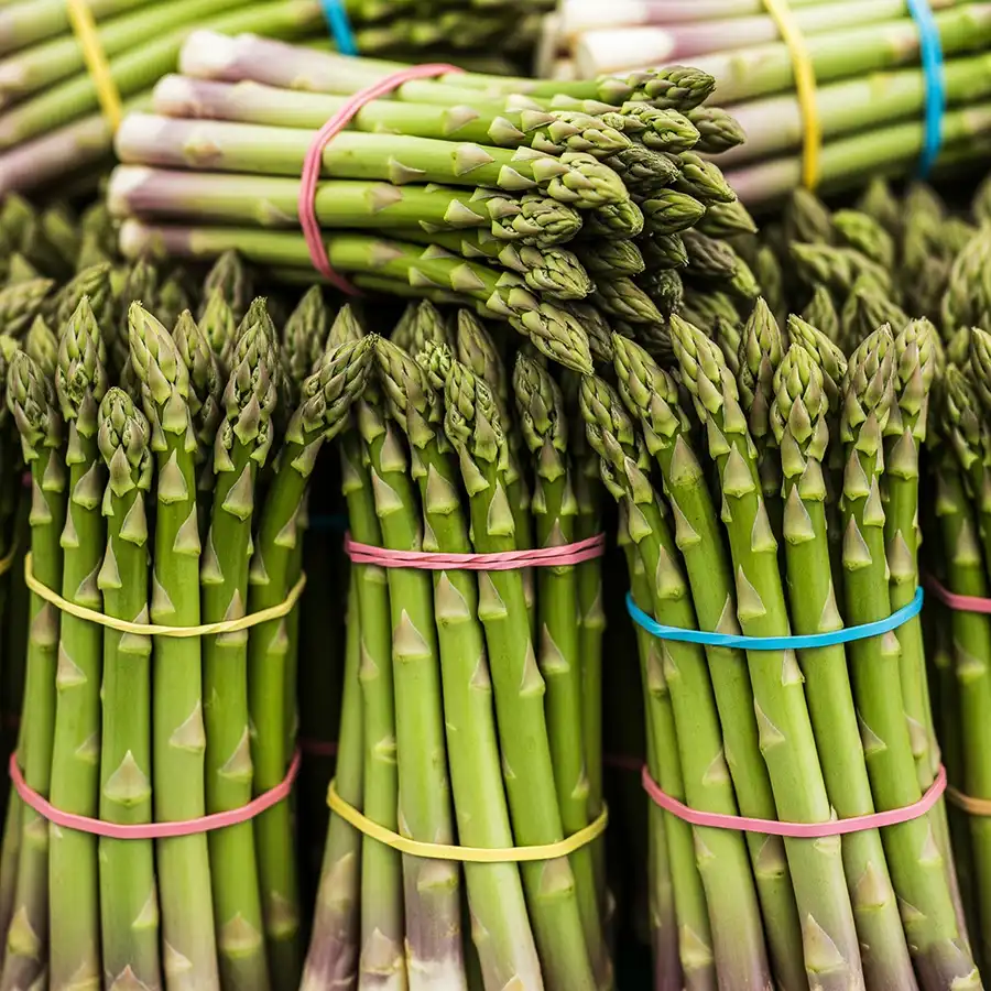 grüner Spargel mit Gummibändern gebündelt Beispielbild